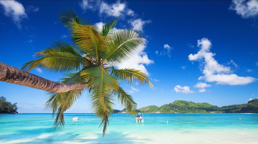 Palmen, Meer und Sand