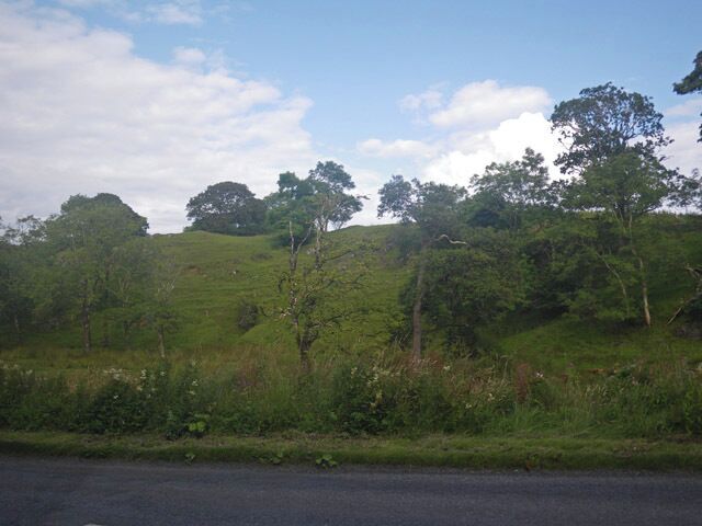 Sparse woodland east of Ballygrant