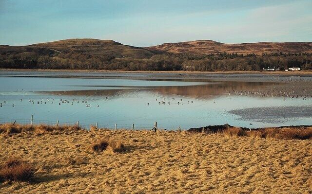 Towards Traigh Cill an Rubha Looking across the head of Loch Indaal in late afternoon sunshine with the tide slipping quietly in. Most of the birds are Barnacle Geese (Branta leucopsis) which come from Greenland to their wintering grounds in Islay.