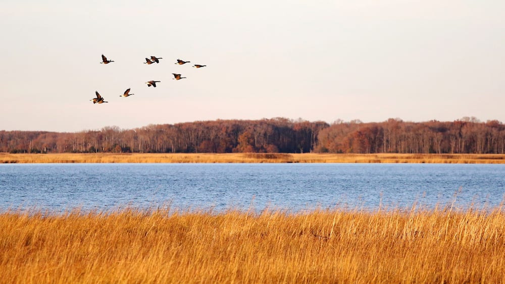 Canada geese in migration at Bombay Hook National Wildlife Refuge, Delaware, USA
