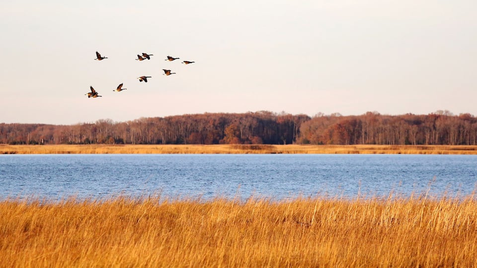A lake with tall grasses in the foreground and a forest in the background.