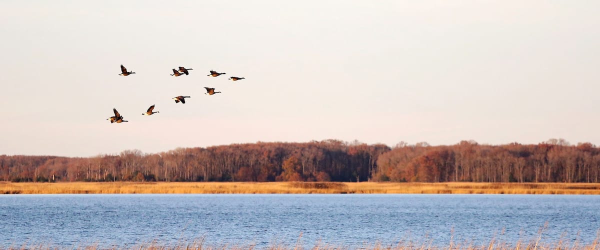 Canada geese in migration at Bombay Hook National Wildlife Refuge, Delaware, USA