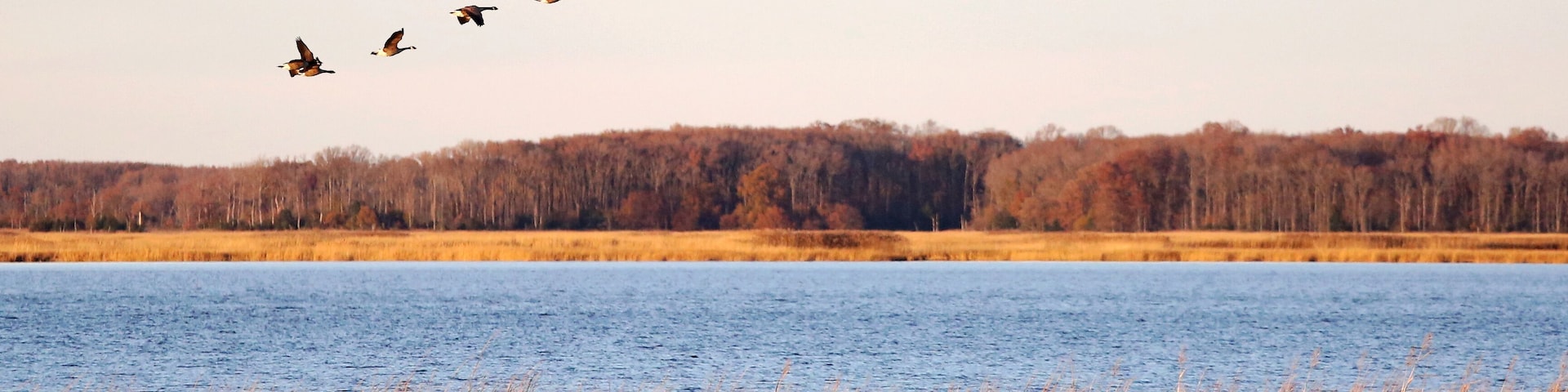 Canada geese in migration at Bombay Hook National Wildlife Refuge, Delaware, USA