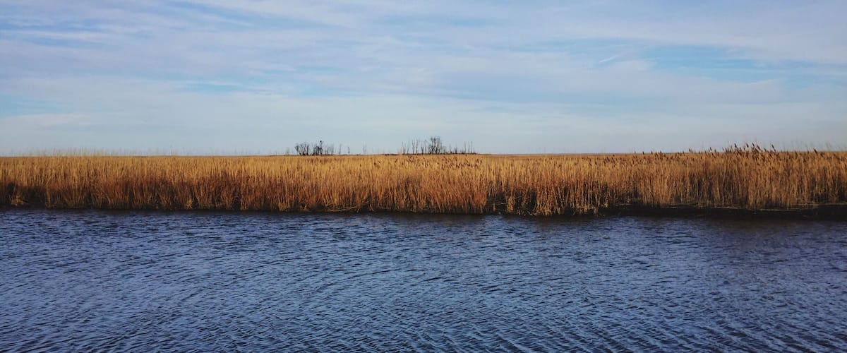 A calm river with tall reeds on the bank and a clear sky.