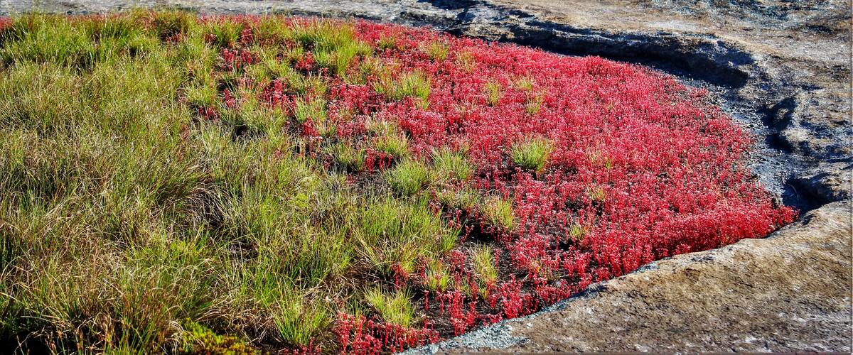 A rocky landscape with red vegetation and a small pond.