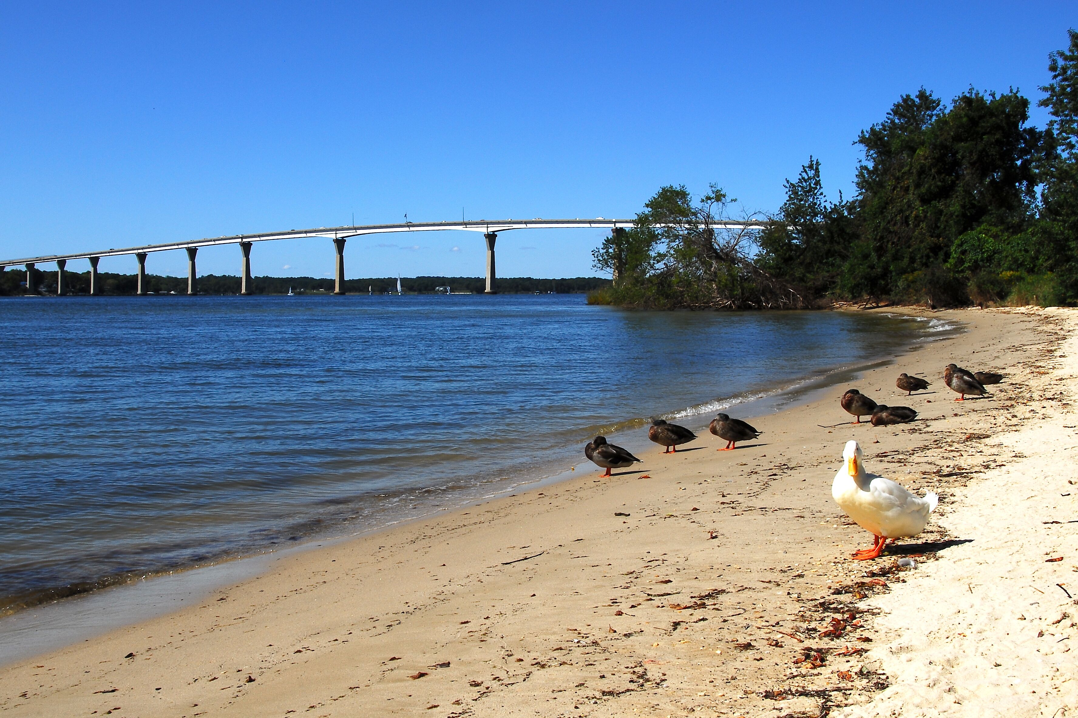 Ducks meander on shoreline with Gov. Thomas Johnson Bridge in background on Solomons Island, Maryland.