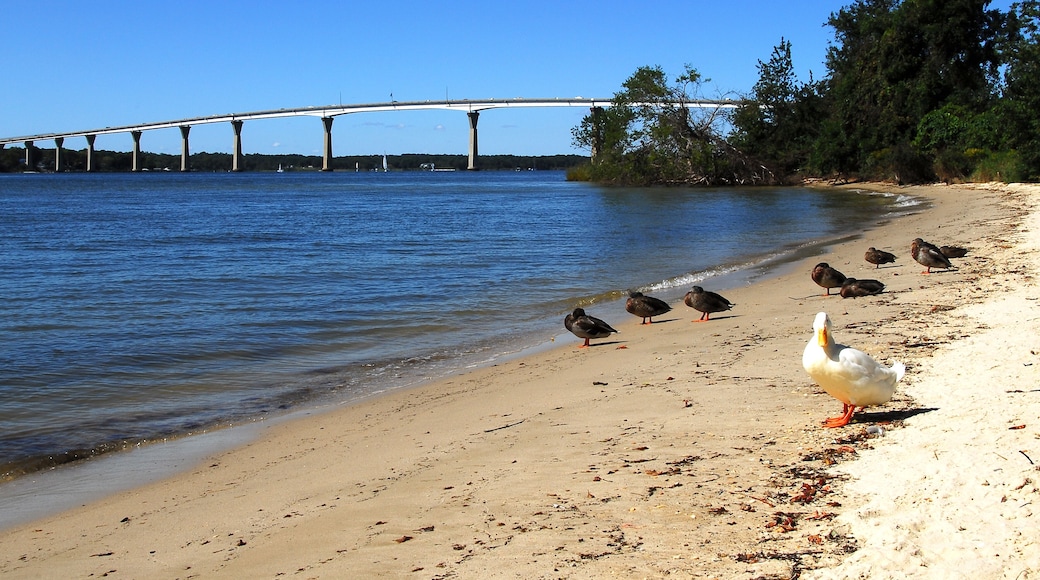 Ducks meander on shoreline with Gov. Thomas Johnson Bridge in background on Solomons Island, Maryland.
