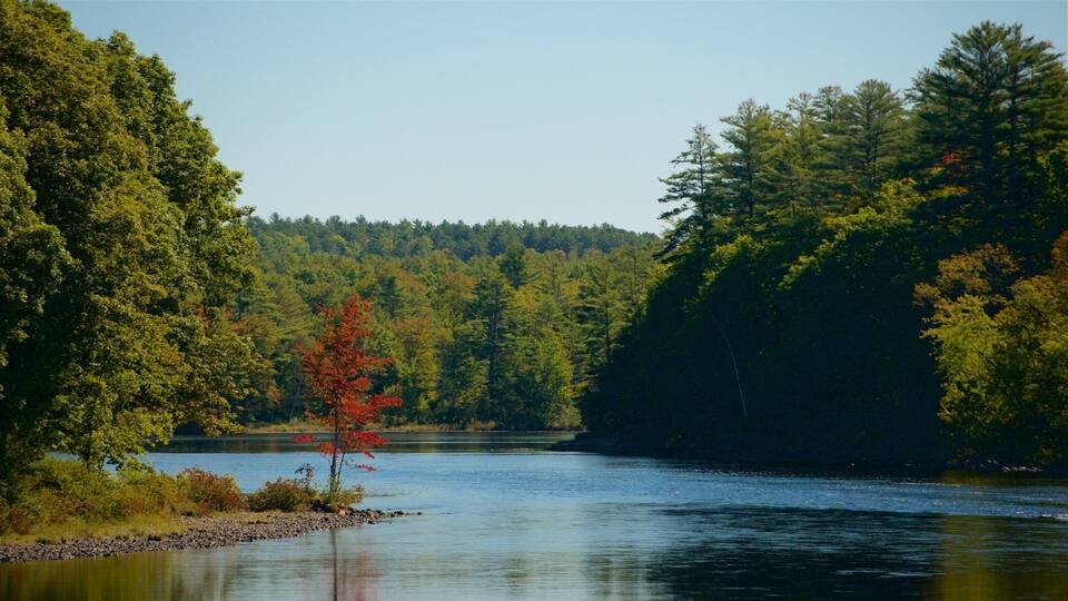 A calm river surrounded by dense forest with a prominent red-leaved tree in the foreground.