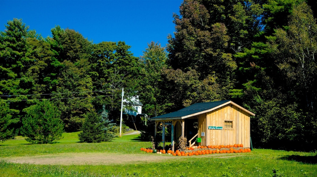 Solon showing a garden and a house