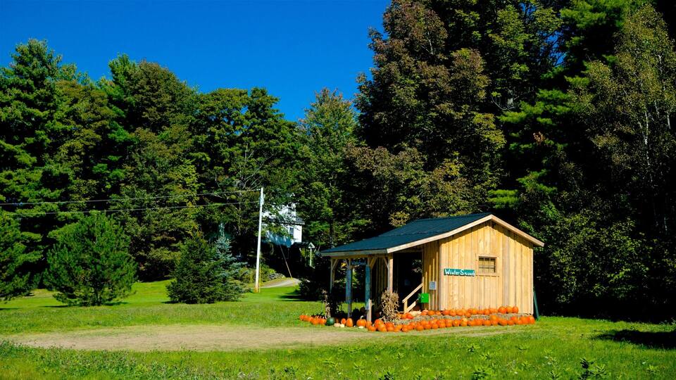 A wooden cabin with a green roof labeled "Winter Squash" surrounded by a field of pumpkins and surrounded by trees.