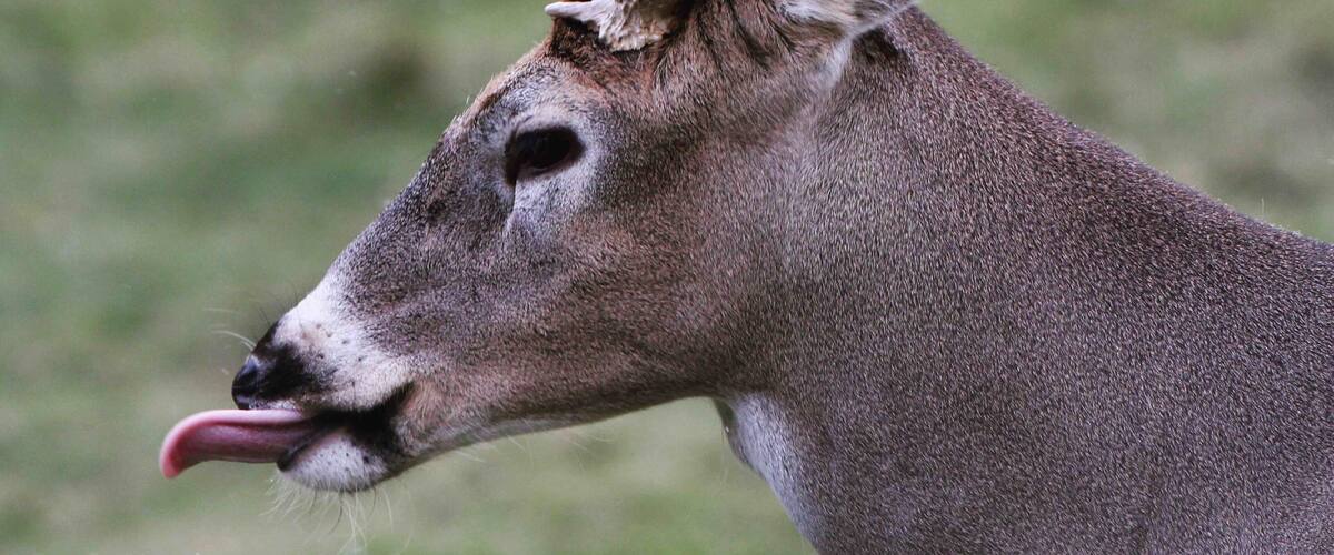 Buck at City Park