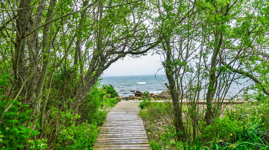 Beach Ocean Path Boardwalk Forest Trees Padnaram Dartmouth Massachusetts