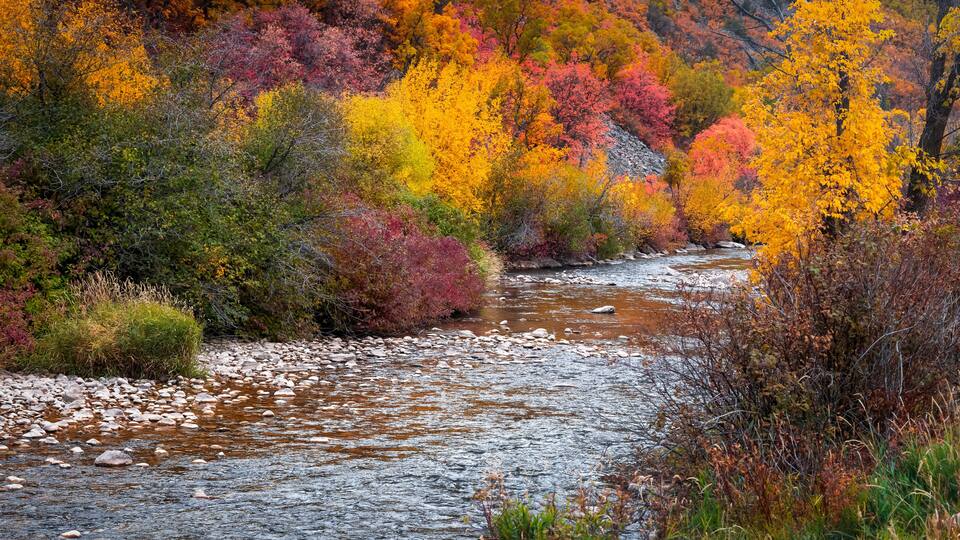 Scenic South Fork Ogden river in Utah surrounded with brilliant fall foliage.