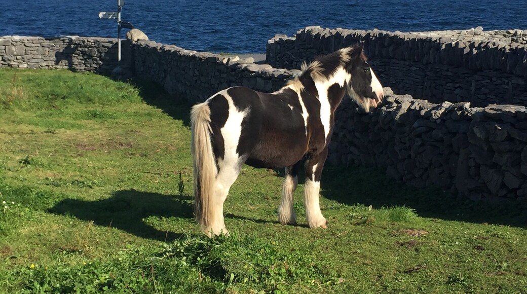 Beautiful horses pull passengers around the island. They seem
Very content &
Well cared for. :D