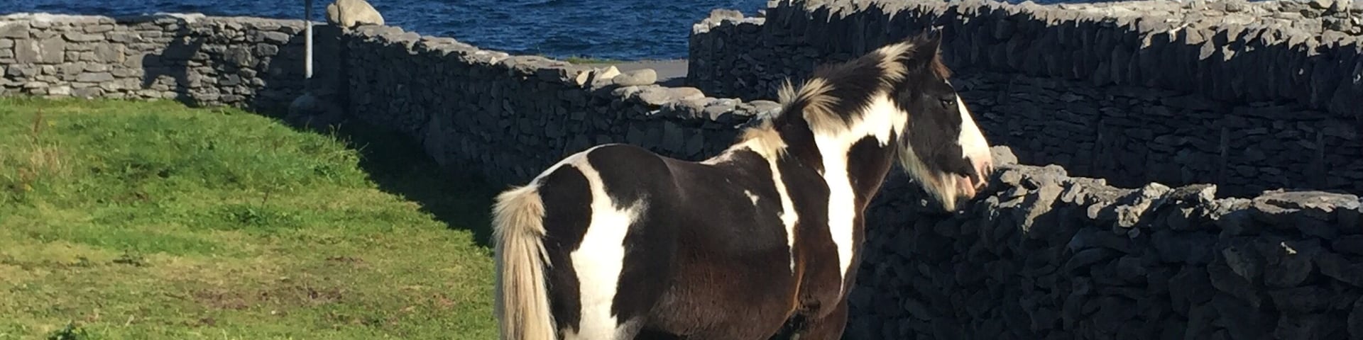 Beautiful horses pull passengers around the island. They seem
Very content &
Well cared for. :D