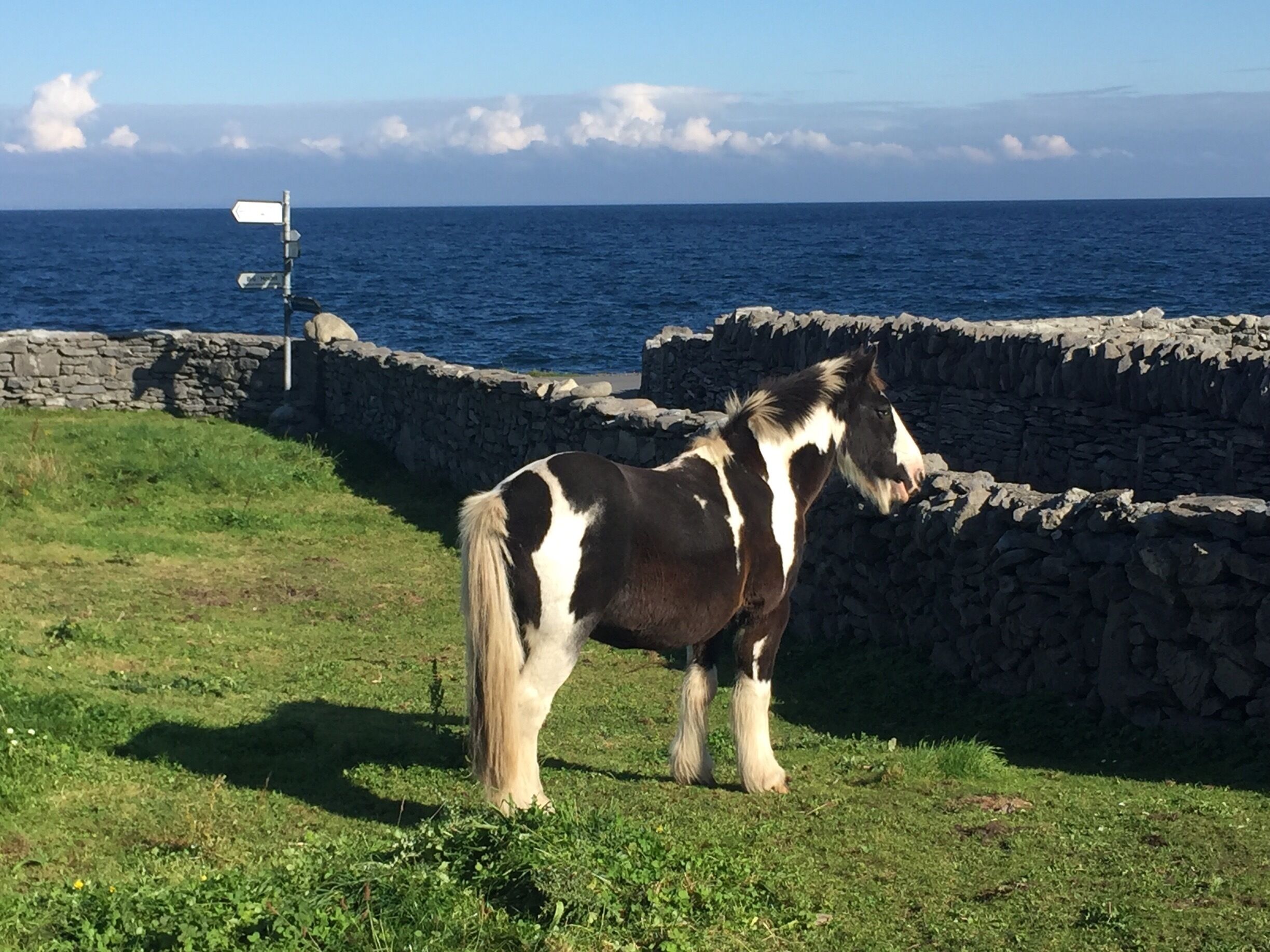 A horse standing on grass near a stone wall by the sea.