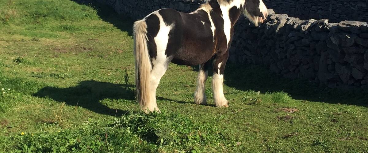 A horse standing on grass near a stone wall by the sea.