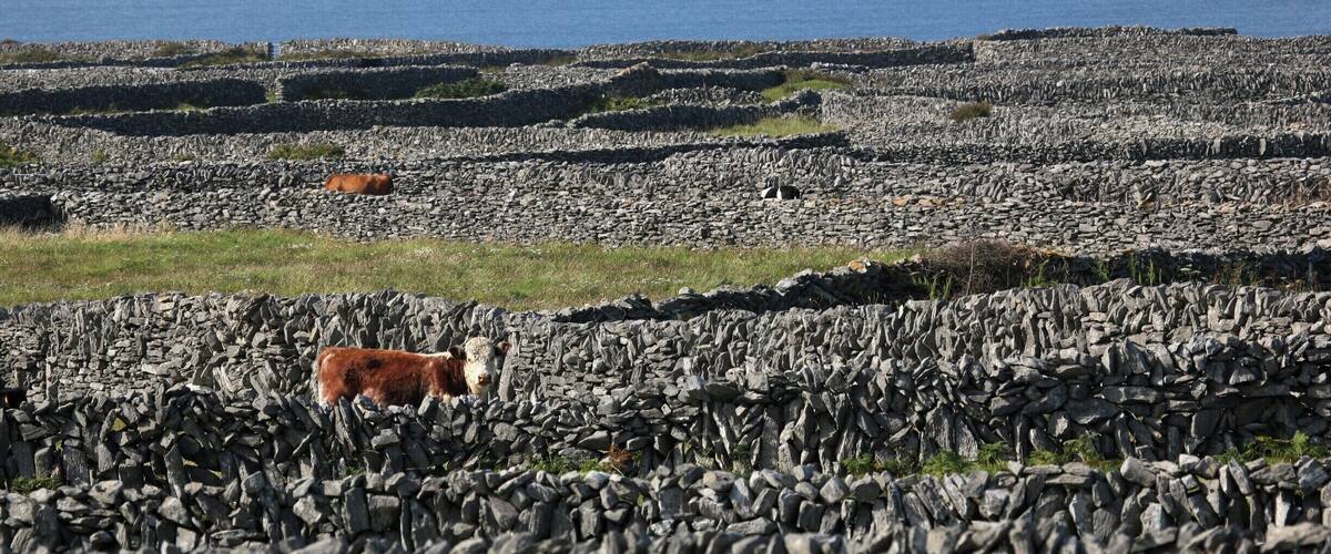 Inis Oirr, the smallest of the Aran Islands, is an island of a myriad of tiny field enclosed by tall dry-stone walls.. The soil here is very shallow but fertile, and this fertility was enhanced by the traditional spreading of seaweed. Agriculture and fishing have given way to tourism as the primary economic activity of the island, however, thanks to a State initiative farmers are now being paid to maintain agriculture as a benefit to wildlife conservation. All of the island is designated a protected area under the EU Habitats Directive.