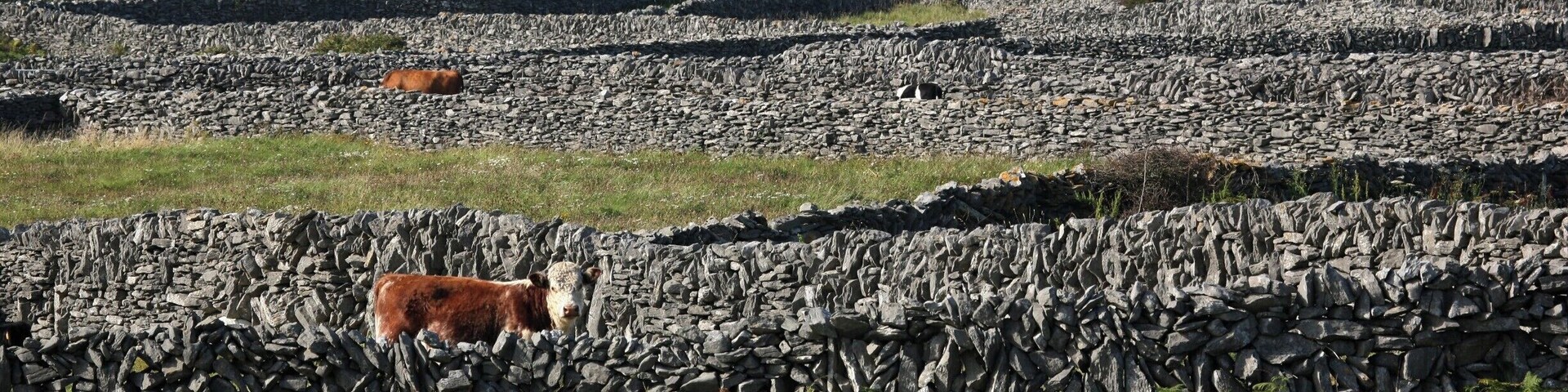 Inis Oirr, the smallest of the Aran Islands, is an island of a myriad of tiny field enclosed by tall dry-stone walls.. The soil here is very shallow but fertile, and this fertility was enhanced by the traditional spreading of seaweed. Agriculture and fishing have given way to tourism as the primary economic activity of the island, however, thanks to a State initiative farmers are now being paid to maintain agriculture as a benefit to wildlife conservation. All of the island is designated a protected area under the EU Habitats Directive.