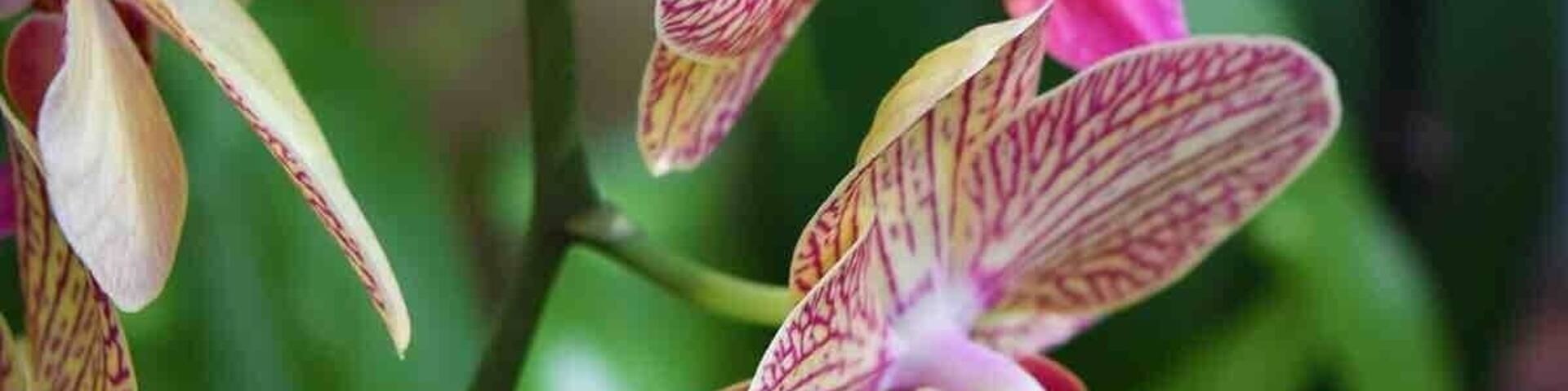 Beautiful conservatory.. best part, it’s free! Tropical reprieve from winter.