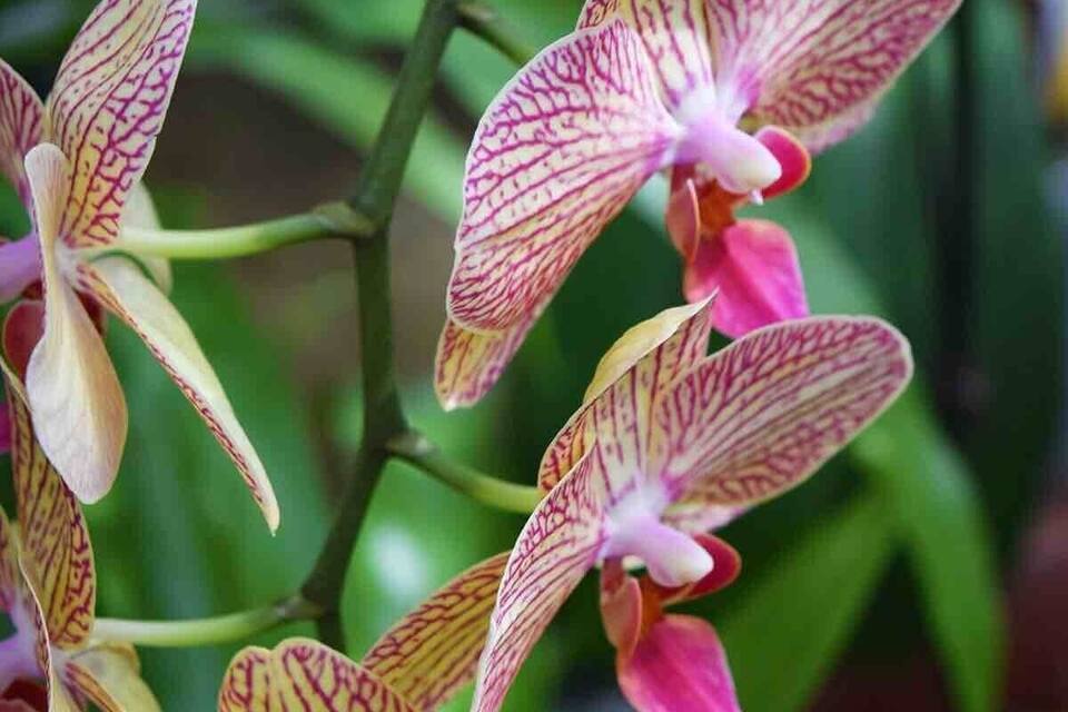 Un grupo de orquídeas con pétalos estampados y un centro rosado.