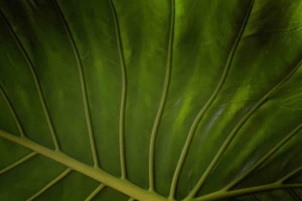 Tropical in the greenhouse