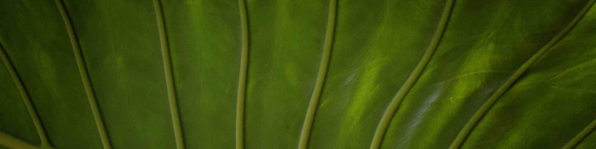 Tropical in the greenhouse