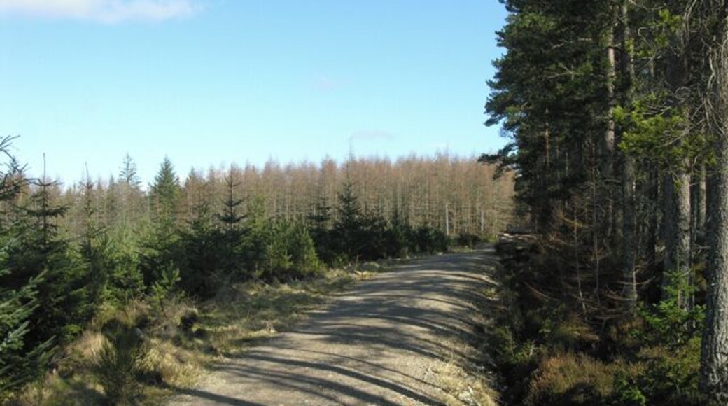 Daviot Woods. Forestry track. One of several tracks in Daviot Woods.