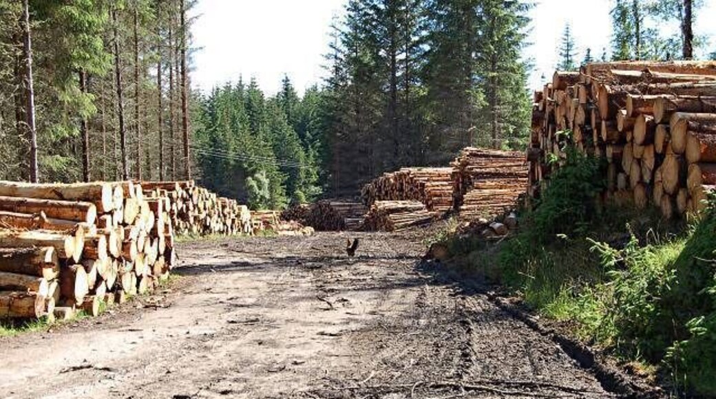 Wood Cockerel. Harvest time in woods just to the west of Errogie. The cockerel seemed to all alone and working the log pile for food.