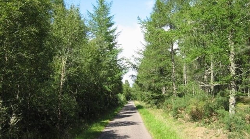 Culloden Forest. This minor road south of Dalcross cuts through Culloden Forest near Cantray.