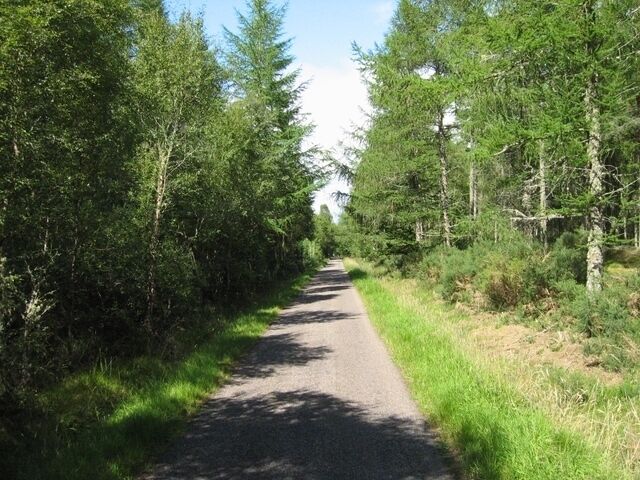 A narrow road flanked by dense green trees.