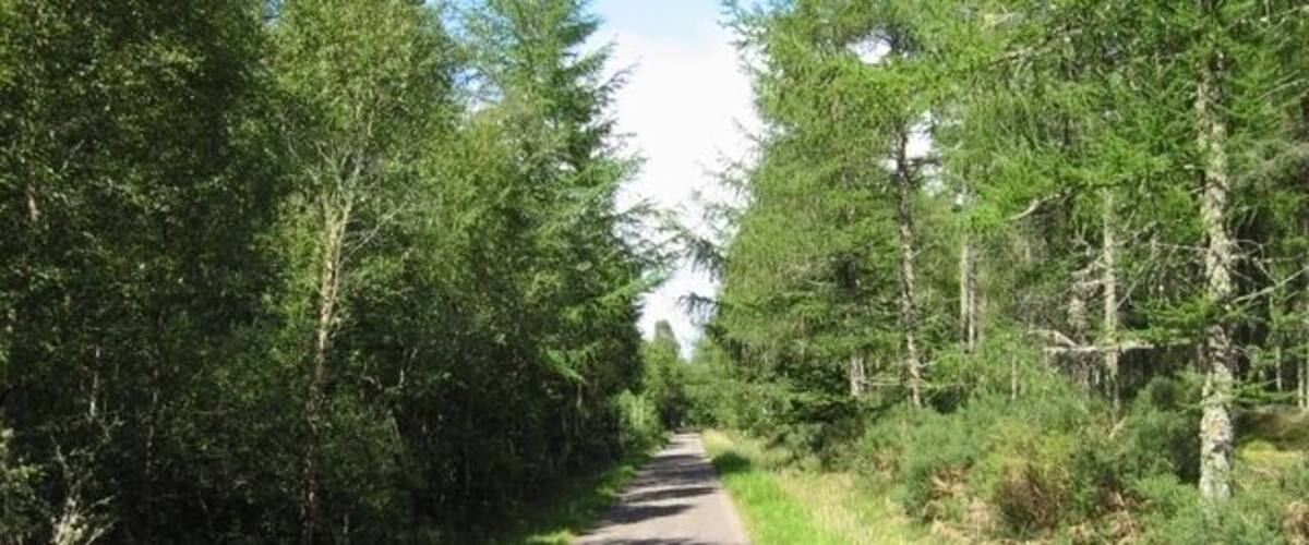 A narrow road flanked by dense green trees.