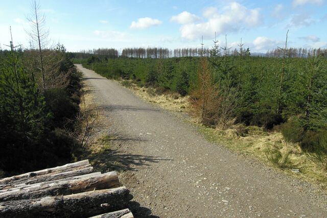 Daviot Wood forestry track. There are several easy, circular forestry tracks in Daviot Wood, excellent for walking or biking. Although pine is the main timber currently being extracted, many deciduous trees have recently been planted.