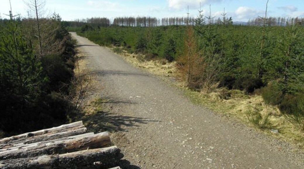Daviot Wood forestry track. There are several easy, circular forestry tracks in Daviot Wood, excellent for walking or biking. Although pine is the main timber currently being extracted, many deciduous trees have recently been planted.