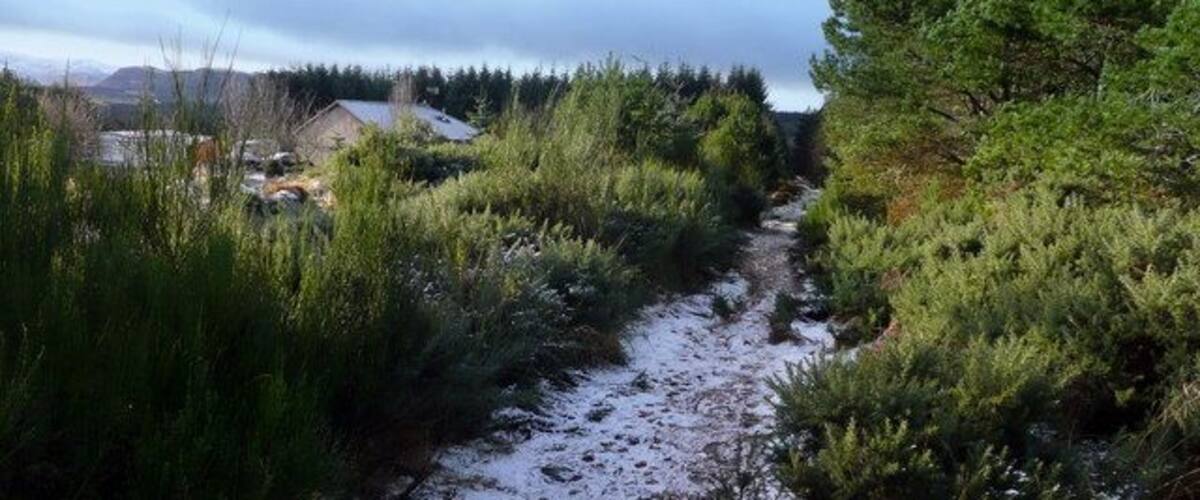 A snow-covered path through dense greenery with a house in the background.