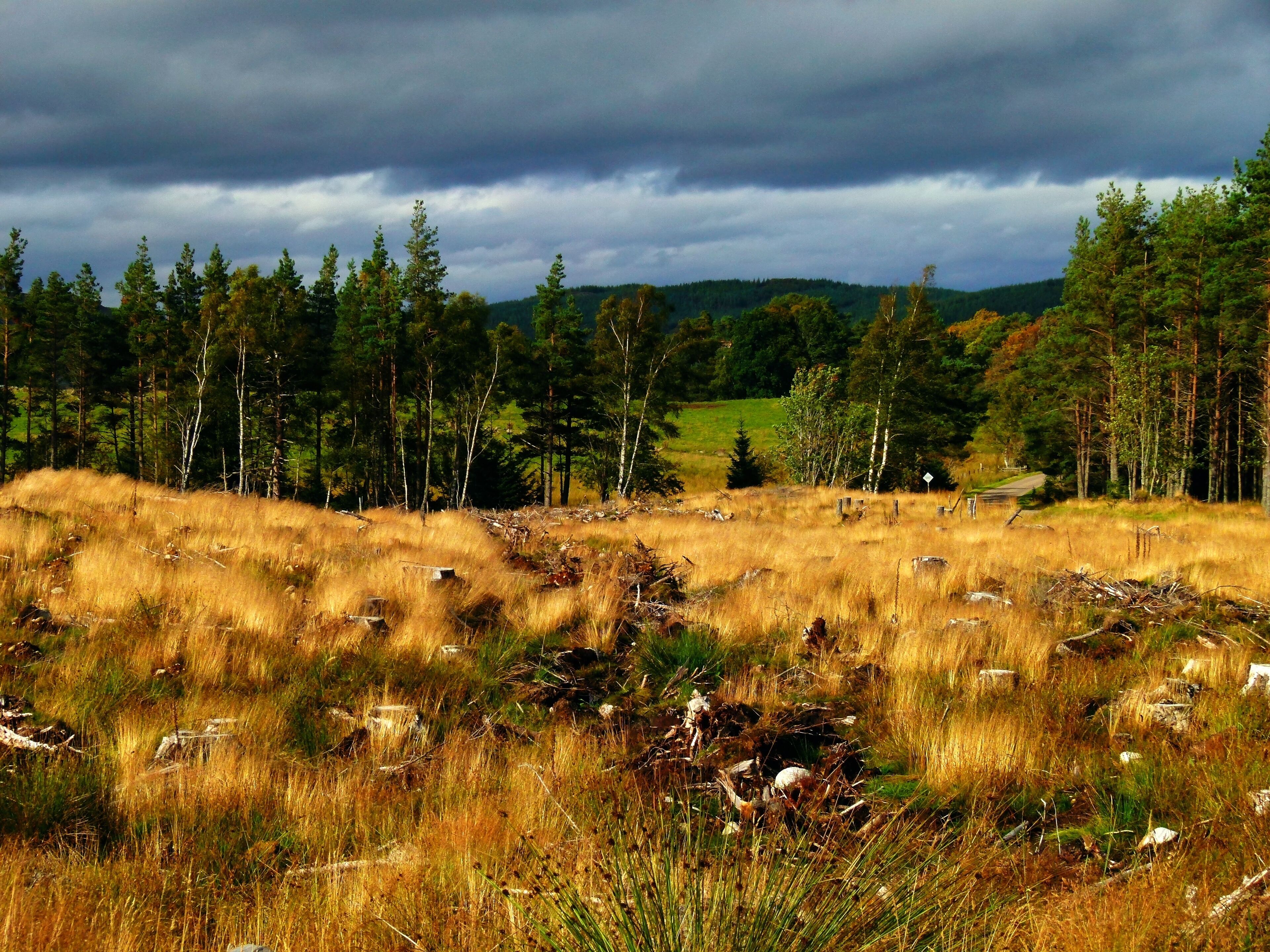 A grassy field with scattered trees and a cloudy sky.