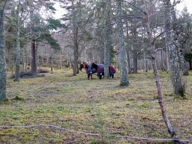 Drumsmittal Wood Three horses in the woods on a cold February morning.