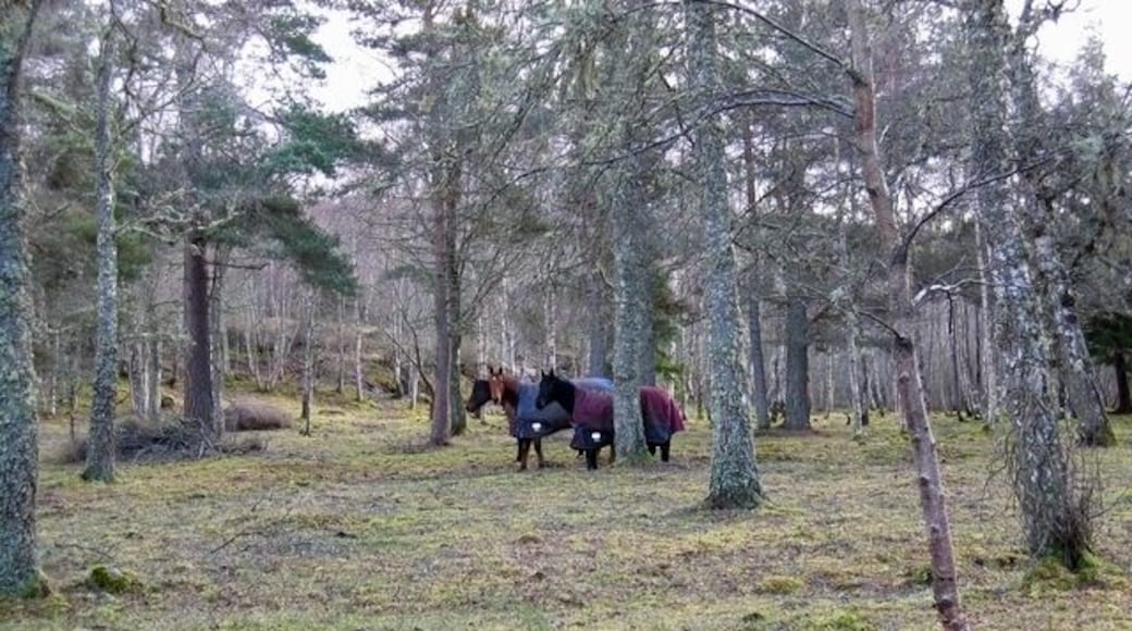 Drumsmittal Wood Three horses in the woods on a cold February morning.