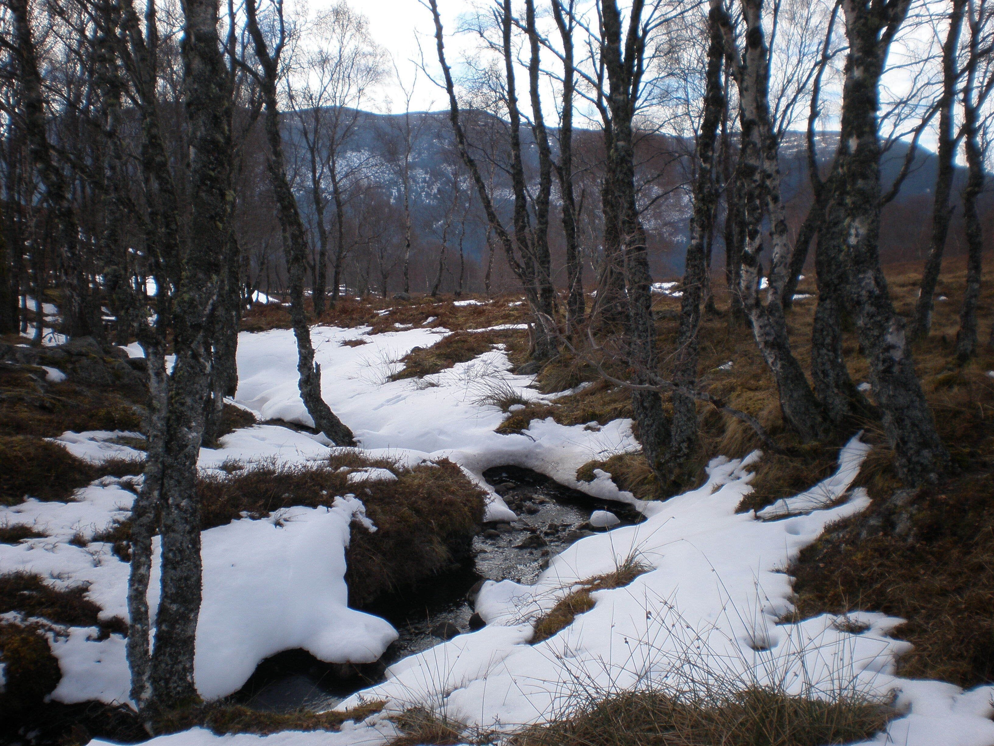Allt Gille Bhiora going down past east of Achnaconeran