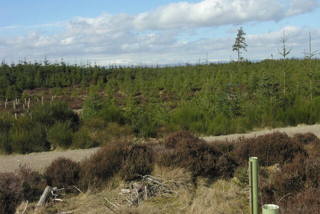 A forested hillside with a dirt path and sparse vegetation.