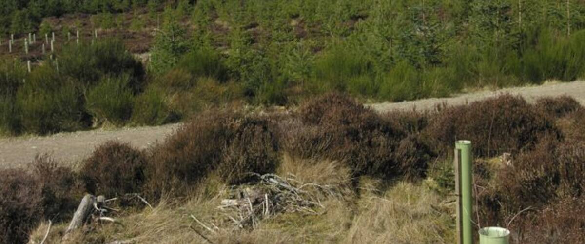 A forested hillside with a dirt path and sparse vegetation.