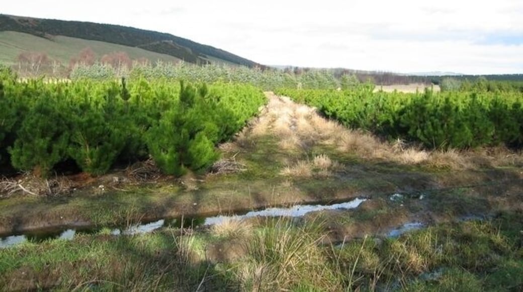 Drynie Woodlands Part of a large 'tree farming' operation on Mains of Drynie farm.