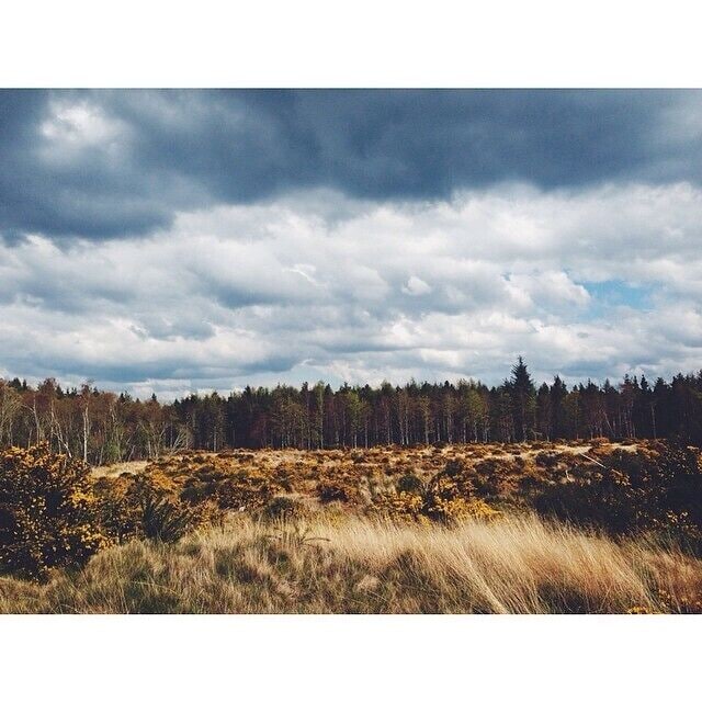 Woods next to Dalcross Castle. 