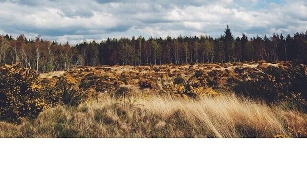 Woods next to Dalcross Castle.