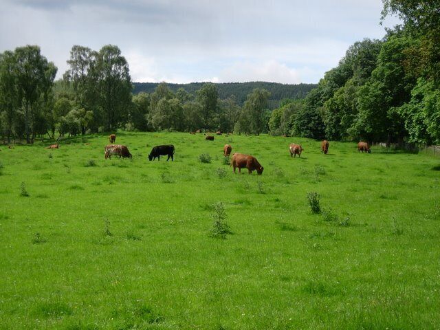 Cattle grazing Farmland in the valley of the River Enrick.
