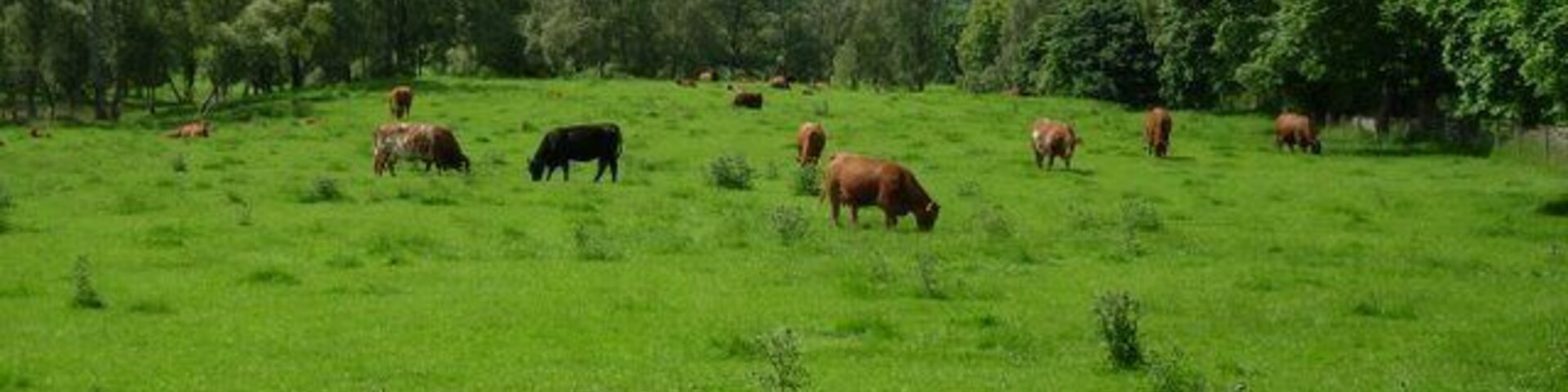 Un campo verde con vacas pastando, rodeado de árboles y colinas.