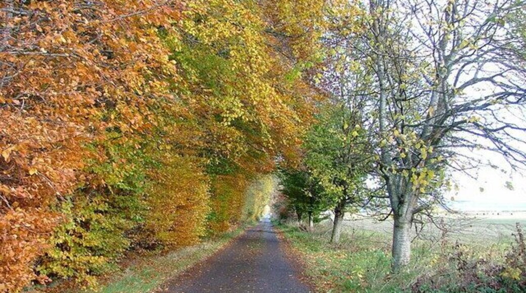 Road to Newton House and Balcarse Farm East of Kirkhill village.