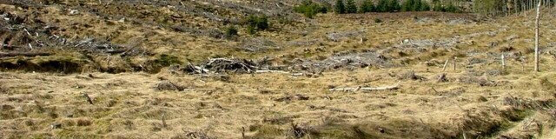 Meallmore forest clear fell With a relatively new plantation on the hillside.