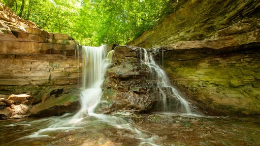 waterfall in the forest - Spencer, Indiana - McCormick’s Creek Canyon Falls
