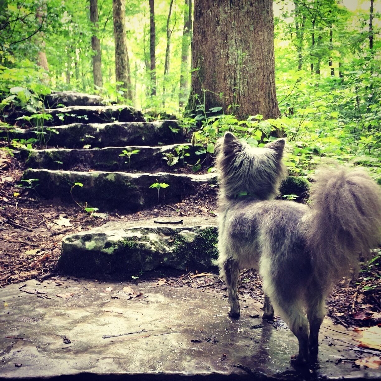 Took the pup out and let him explore!